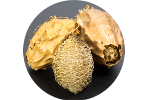 Pflanze Luffa