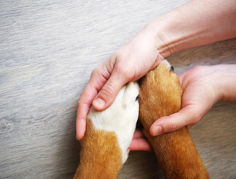 Mensch hält mit den Händen die Pfoten eines Hundes
